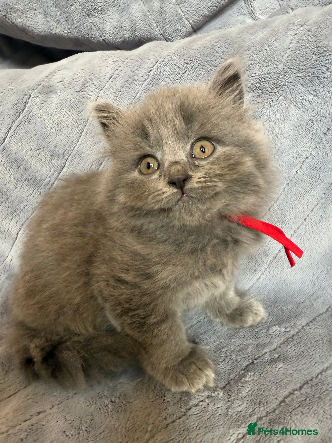 British Shorthair cats for sale: Beautiful British short haired /British long hair  - Image 13