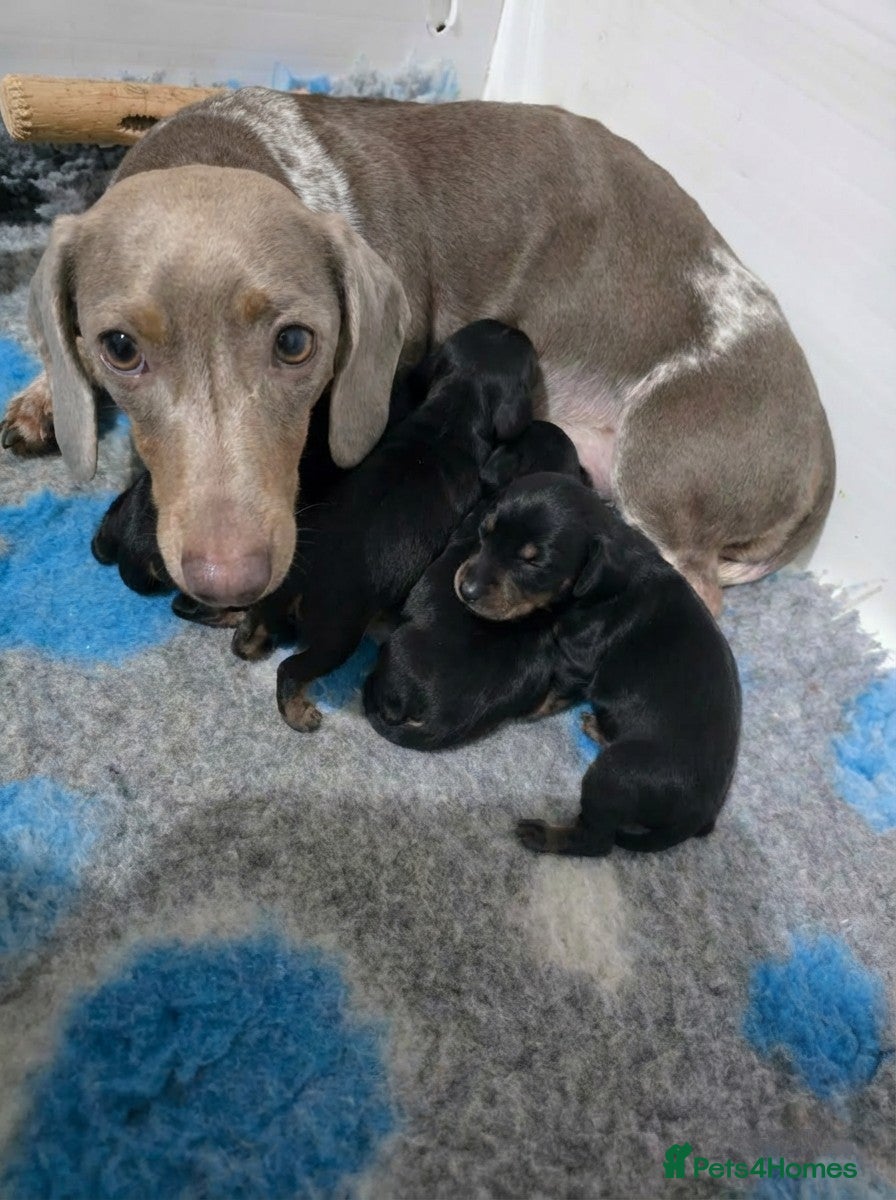 Miniature Dachshund dogs 🤍Health tested miniture dachshund🤍 - Advert 1
