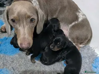 Miniature Dachshund dogs 🤍Health tested miniture dachshund🤍 - Advert 1