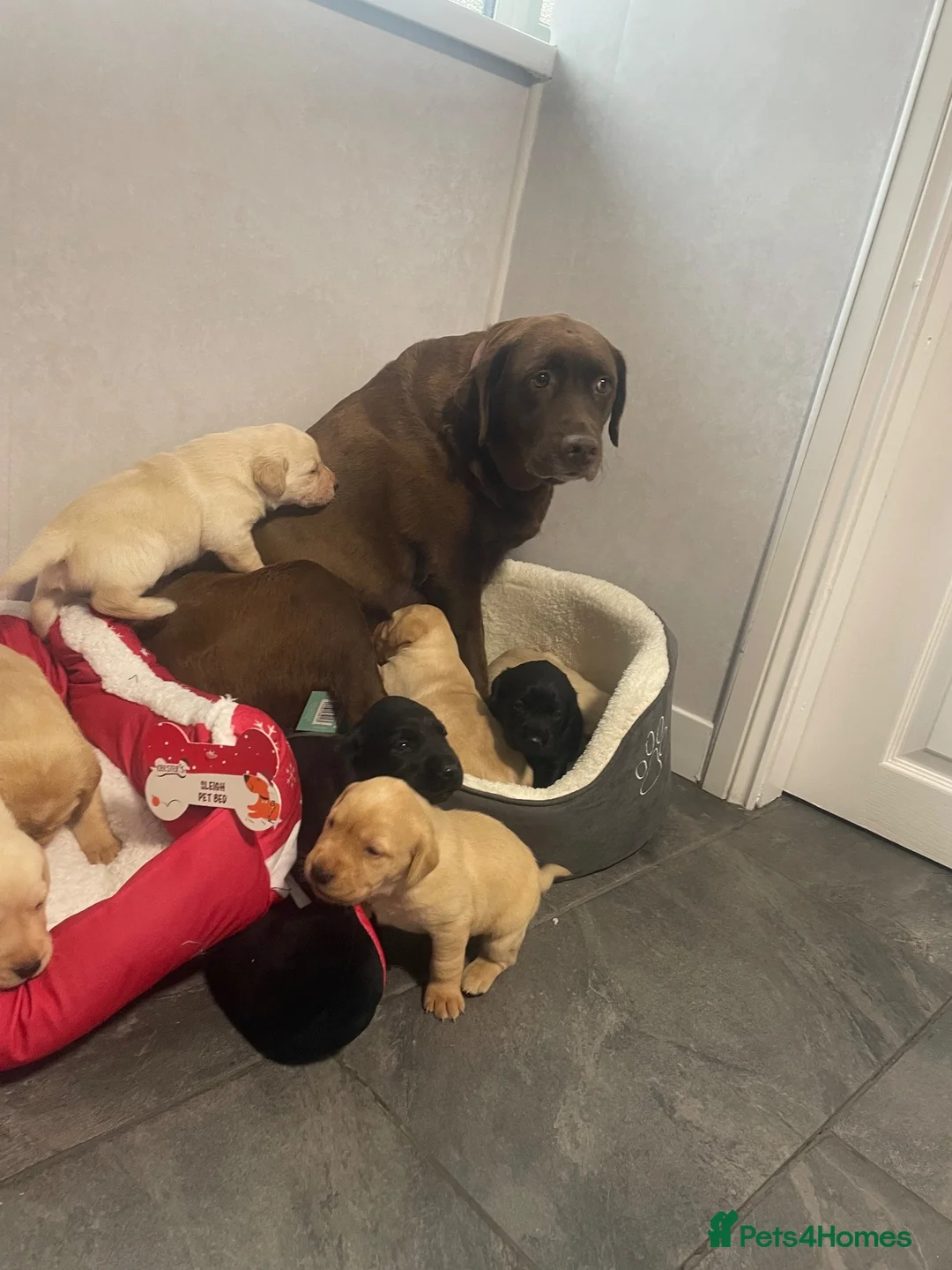 Labrador Retriever dogs for sale: Gorgeous Labrador Puppies finding a friendly home in Darlington - Advert 1