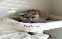British Shorthair cats for sale: GCCF Registered British Shorthair Lilac Boy - Image 9
