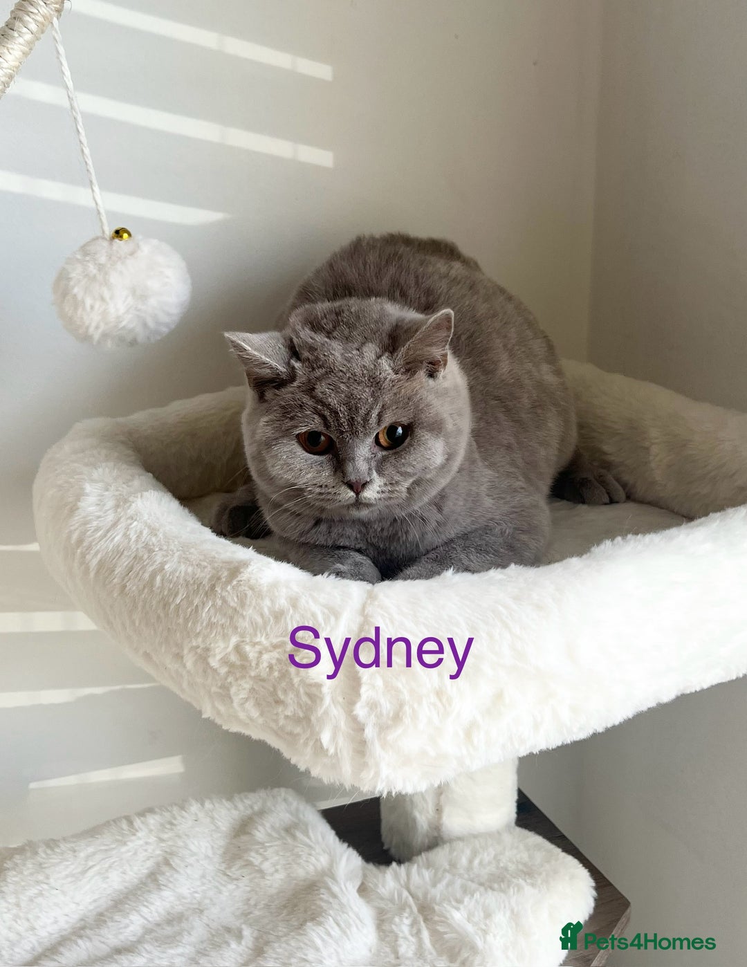 British Shorthair cats for sale: GCCF Registered British Shorthair Lilac Boy - Image 9