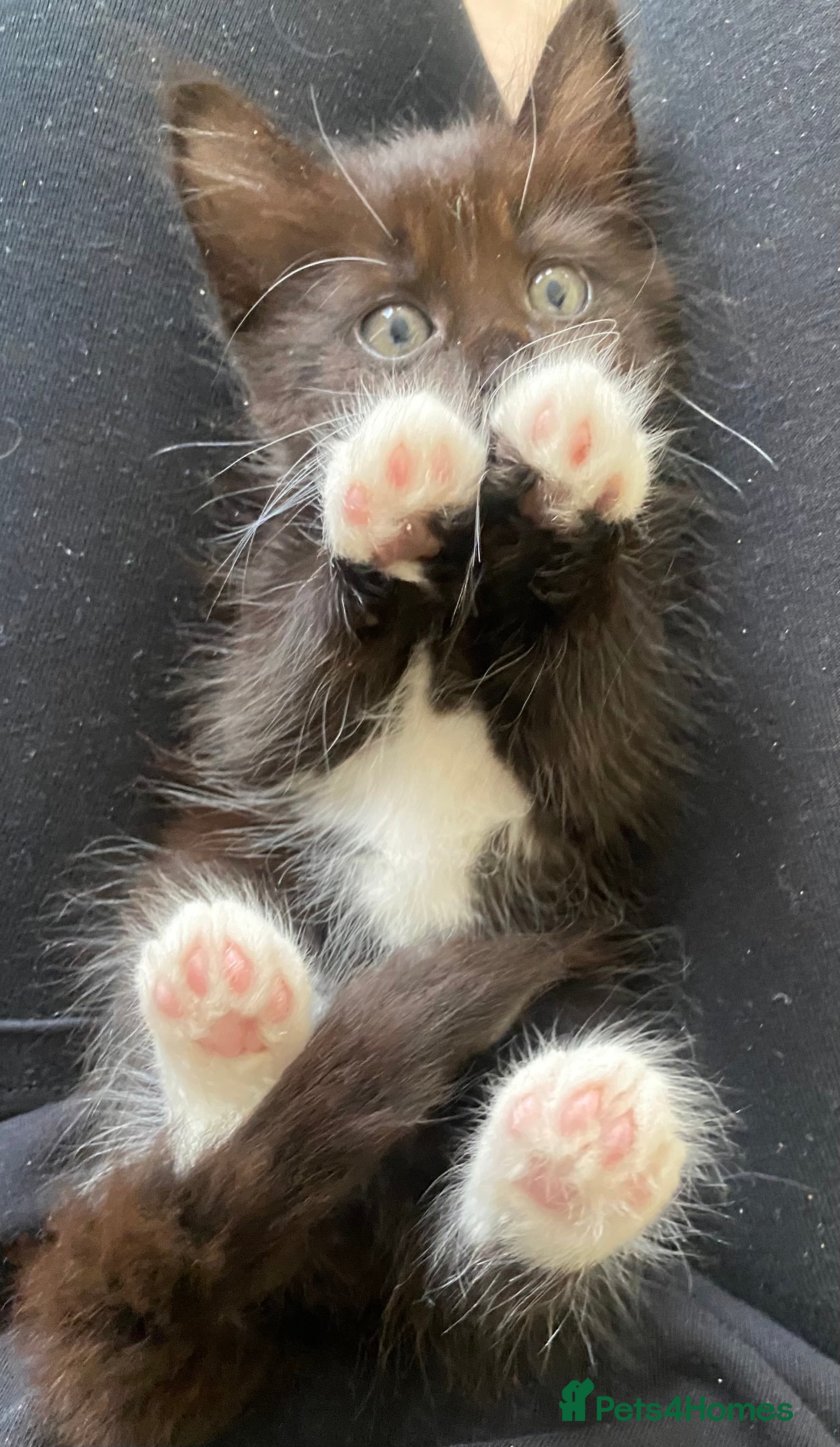 Mixed Breed cats Beautiful Maine coone X Siberian babies for sale - Advert 4