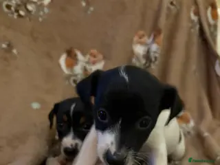 Jack Russell dogs 2 beautiful miniature short leg trio boys - Advert 3