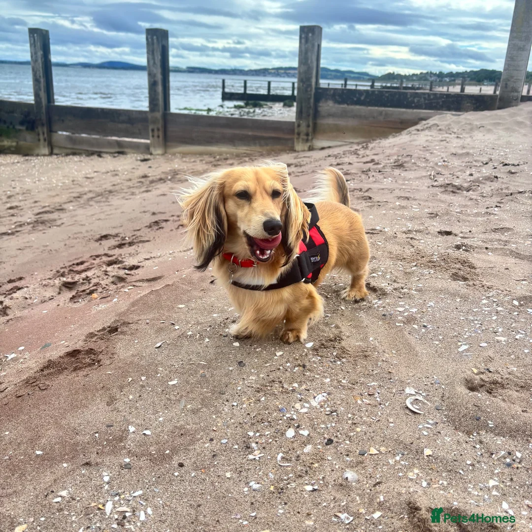 Miniature Dachshund dogs for sale: Beautiful Chocolate & Cream Miniature Dachshund - Advert 14