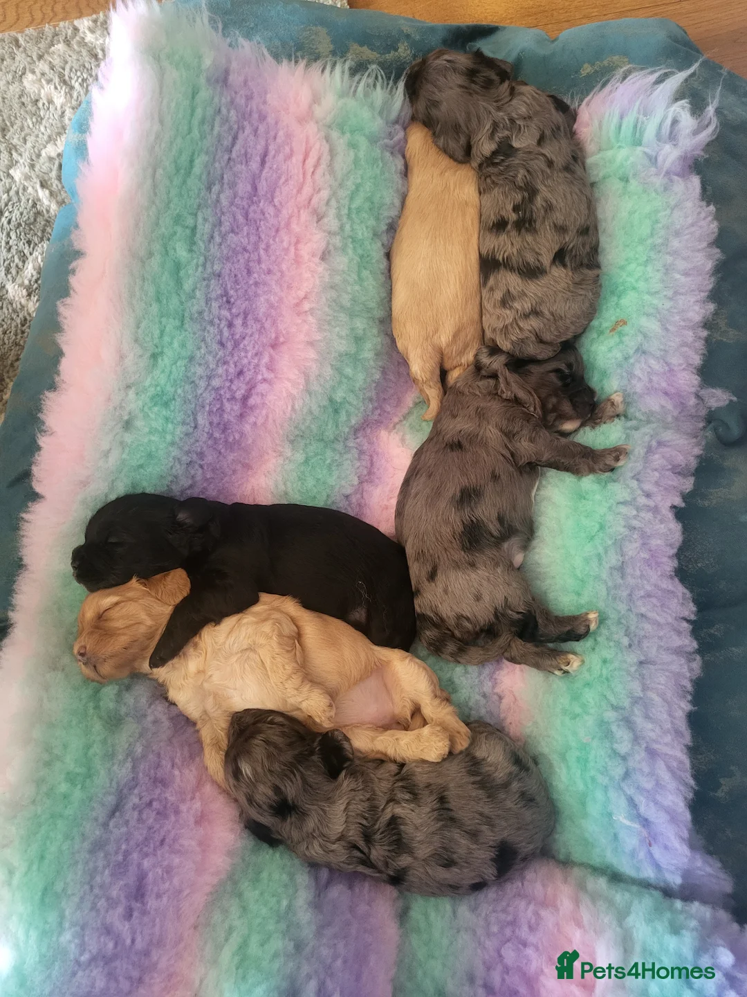 Cavapoo dogs for stud: Extensively DNA tested CAVAPOO Stud  - Advert 10