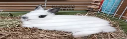 Netherland Dwarf rabbits for sale: Netherland Dwarf Rabbit  - Advert 1