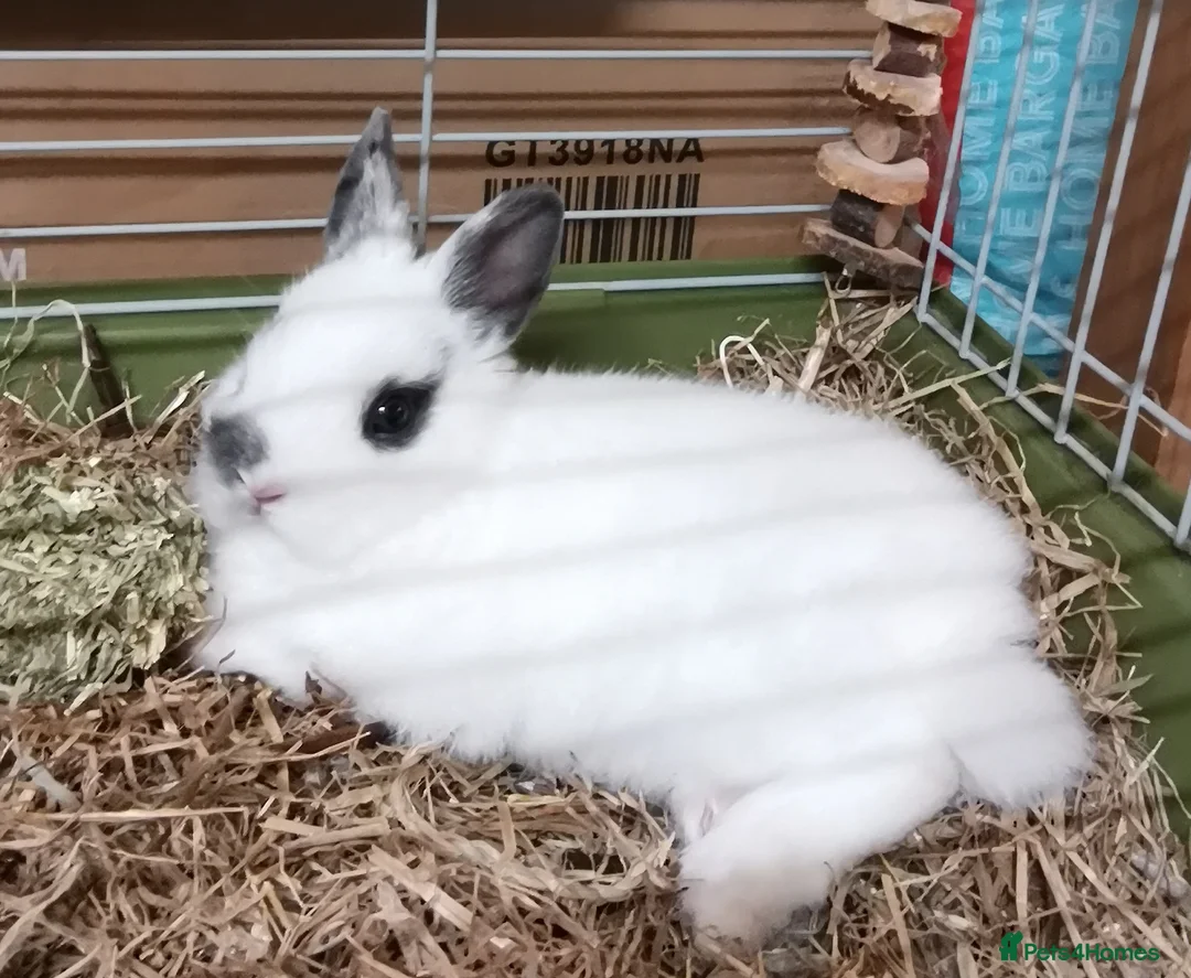 Netherland Dwarf rabbits for sale: Netherland Dwarf Rabbit  - Advert 1