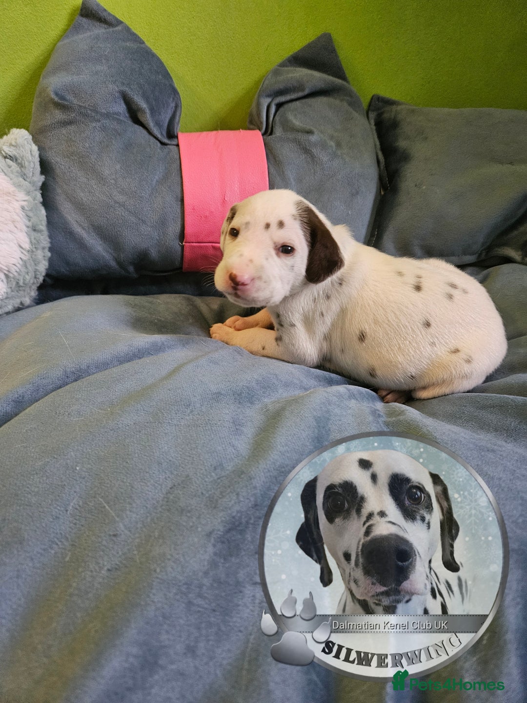 Dalmatian dogs for sale: 6 KC Dalmatian puppies Left - Image 35