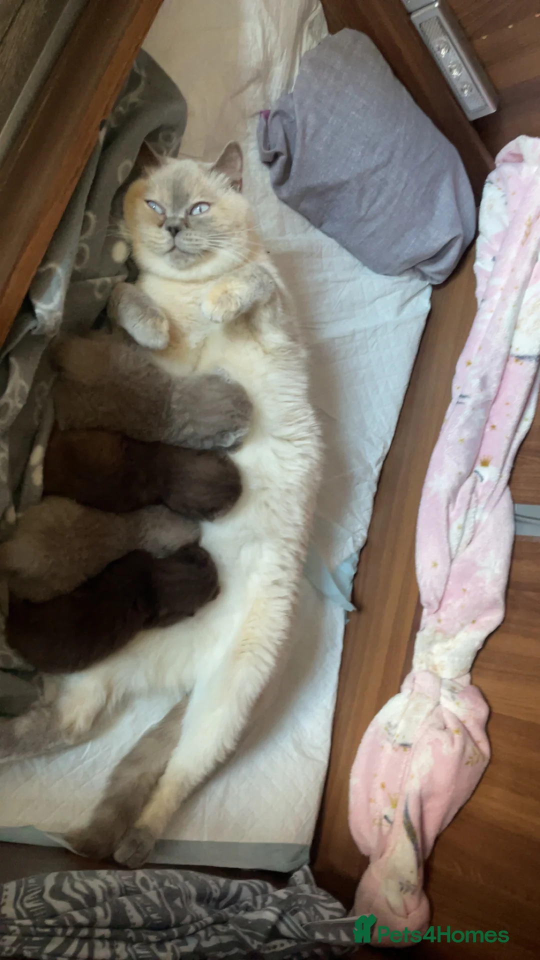 British Shorthair cats for sale: GCCF BRITISH SHORTHAIRS ALL RESERVED - Advert 23