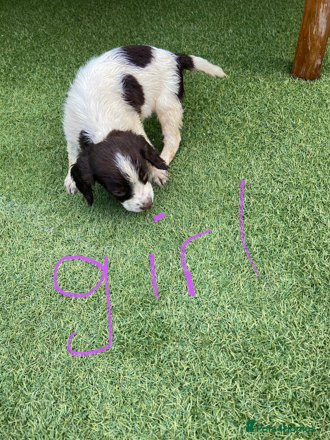 Cocker Spaniel dogs for sale: Cocker spaniels  - Image 7