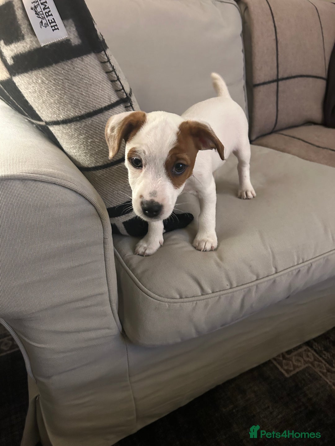 Mixed Breed dogs for sale: Parson / Jack Russell puppies - Advert 16