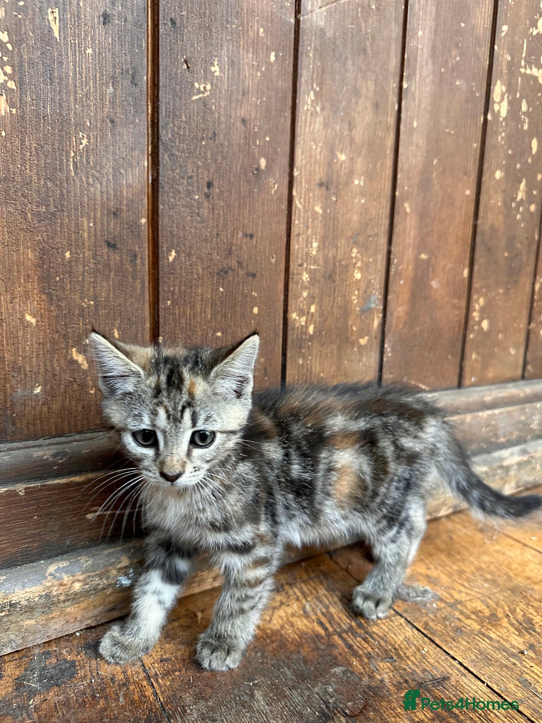 Domestic Shorthair cats for sale: *both pending collection* X2 female tabby kittens  - Image 3