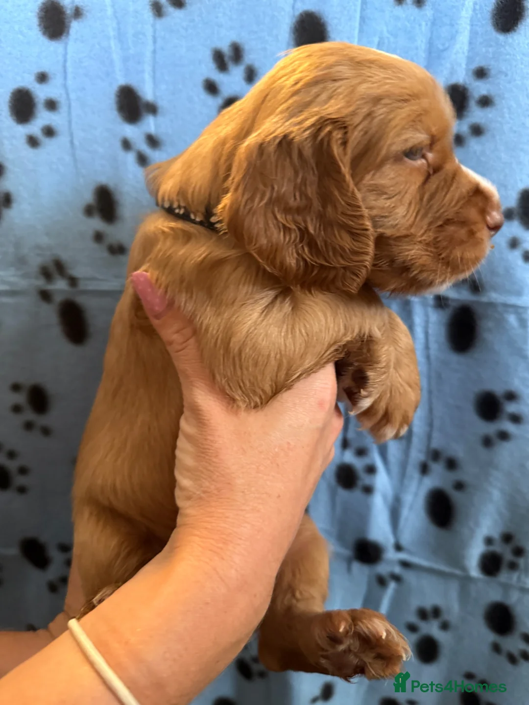 Cocker Spaniel dogs for sale: 🐶 Beautiful Cocker Spaniel Puppies 🐶  - Advert 2
