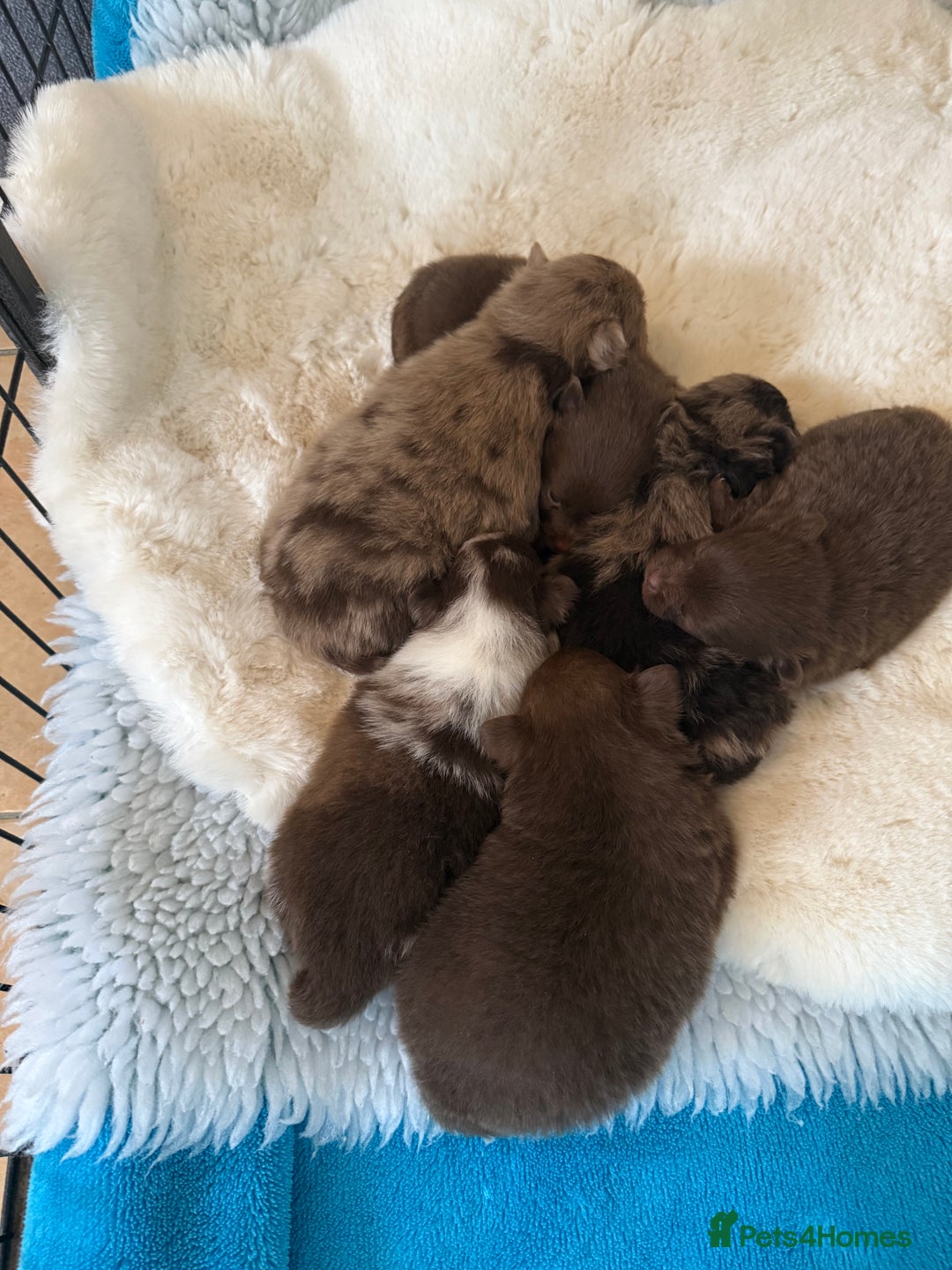 Pomeranian dogs for sale: BEAUTIFUL K.C REGISTERED POMERANIAN PUPPIES  - Advert 2