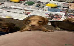 Miniature Dachshund dogs for sale: Red & Shaded Cream! KC Mini Long Haired Dachshunds - Image 6