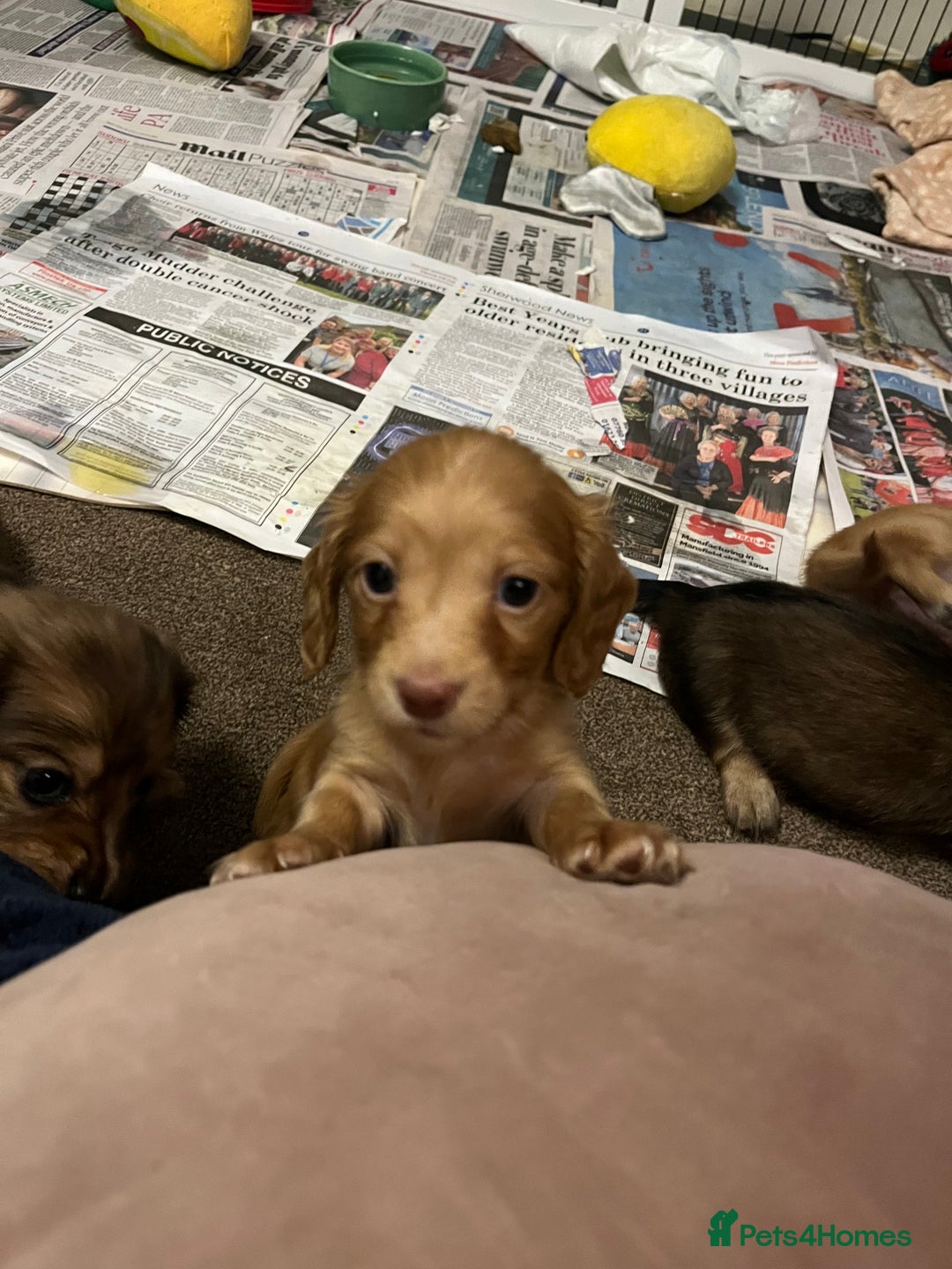 Miniature Dachshund dogs for sale: Red & Shaded Cream! KC Mini Long Haired Dachshunds - Image 6