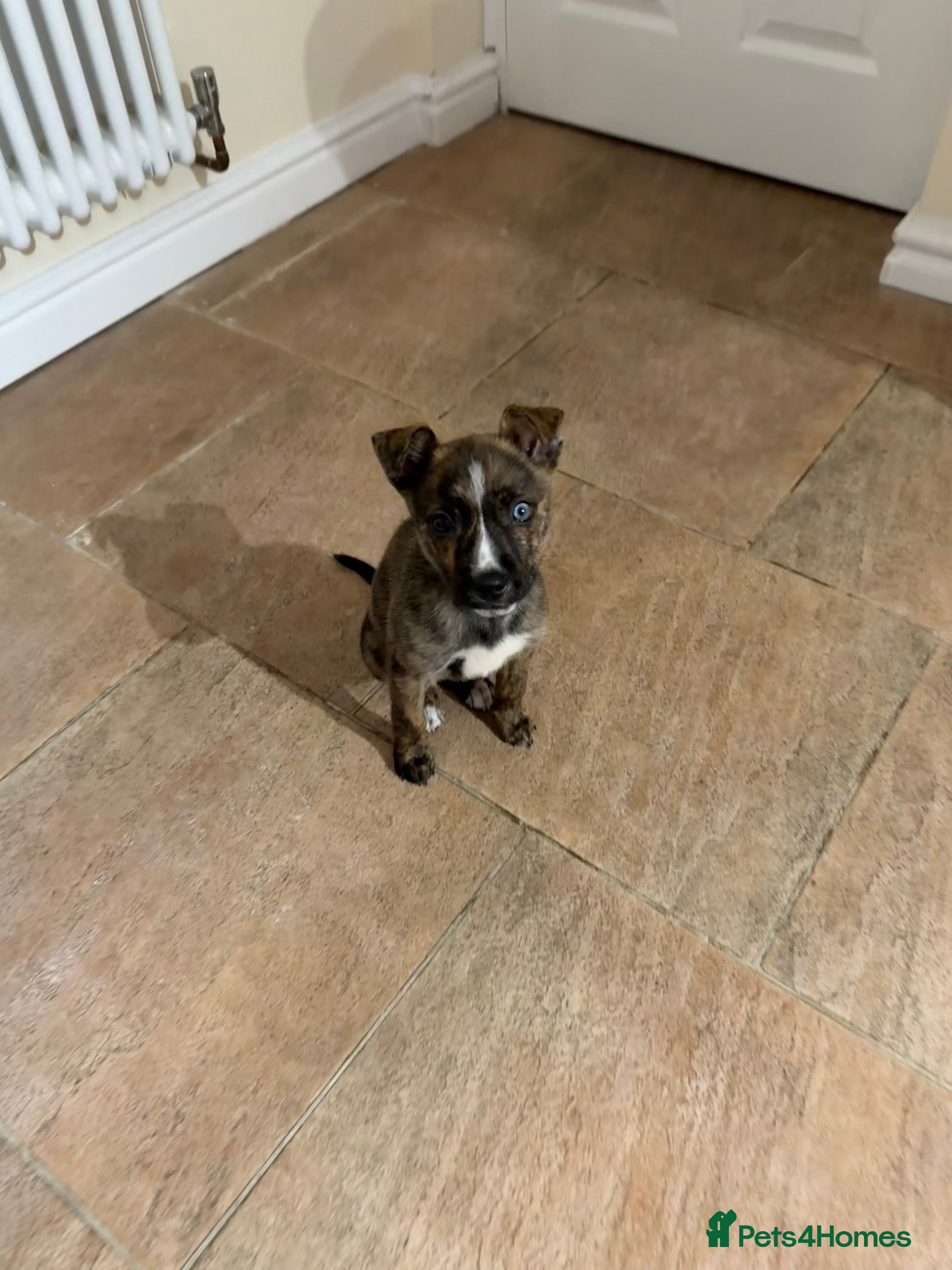 Mixed Breed dogs 11 Week Staffy and Husky Cross - Advert 1
