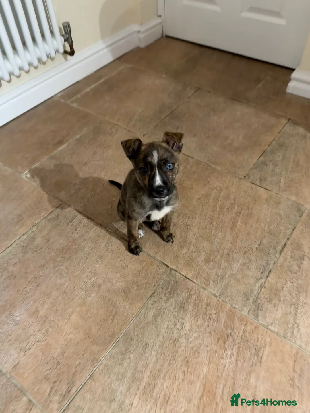 Mixed Breed dogs for sale: 11 Week Staffy and Husky Cross - Advert 1