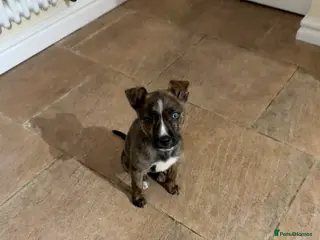 Mixed Breed dogs 11 Week Staffy and Husky Cross - Advert 1