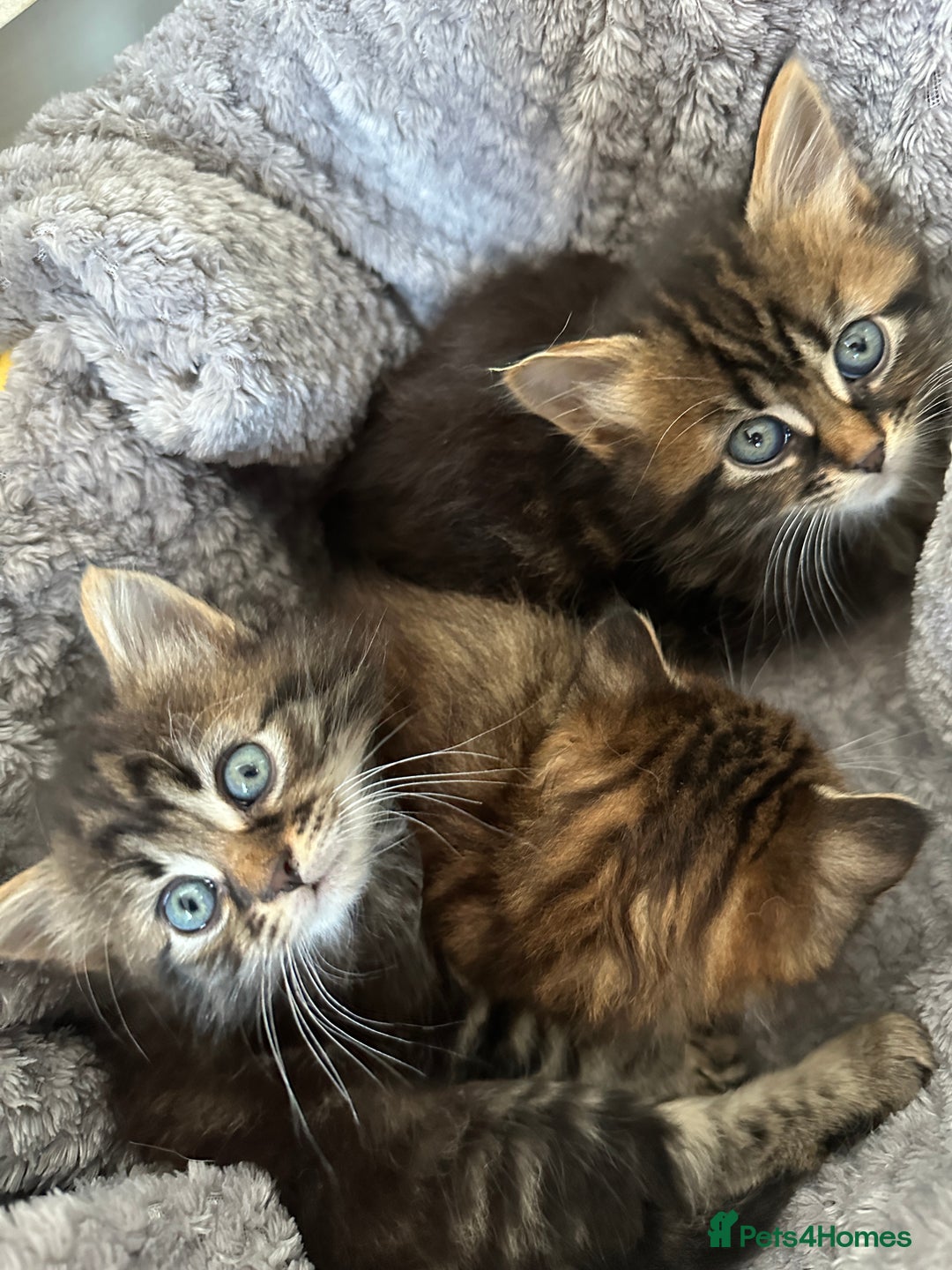 Mixed Breed cats for sale: Ragdoll Cross Kittens, 2 boys 1 girl - Advert 13
