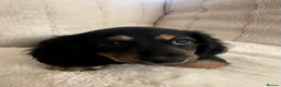 Miniature Dachshund dogs for sale: Long haired miniature dachshund puppy’s  - Advert 10