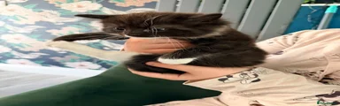 Ragdoll 6