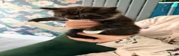 Ragdoll cats for sale: 🐱💕 BEAUTIFUL RAGDOLL CROSS KITTENS FOR SALE 💕🐱 - Advert 13