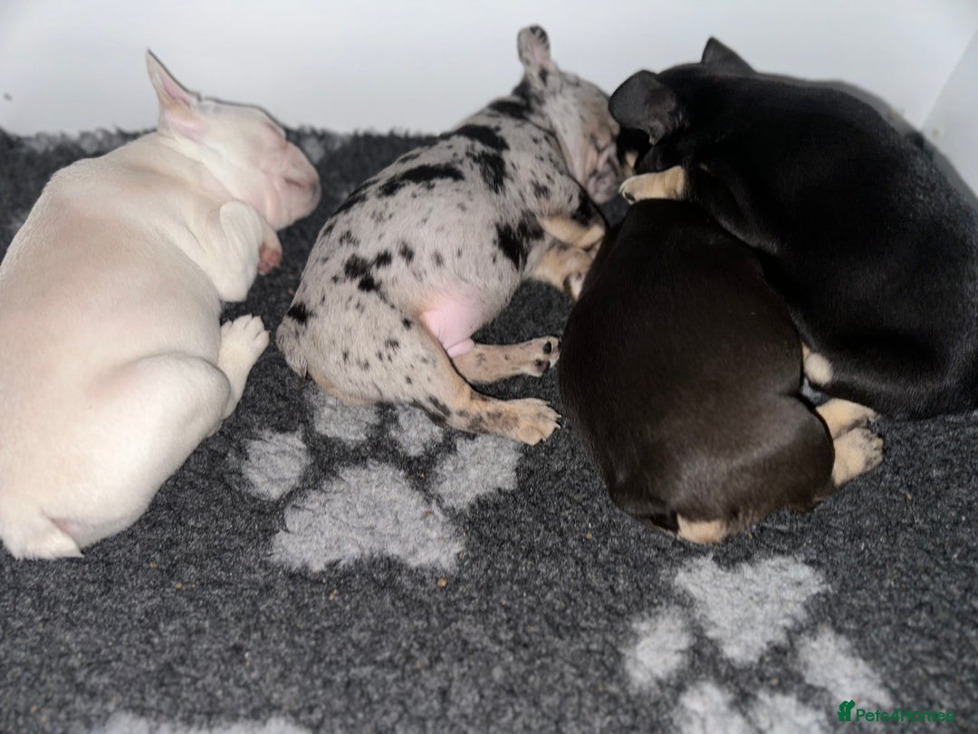 French Bulldog dogs for sale: Beautiful French Bulldog puppies  - Advert 4
