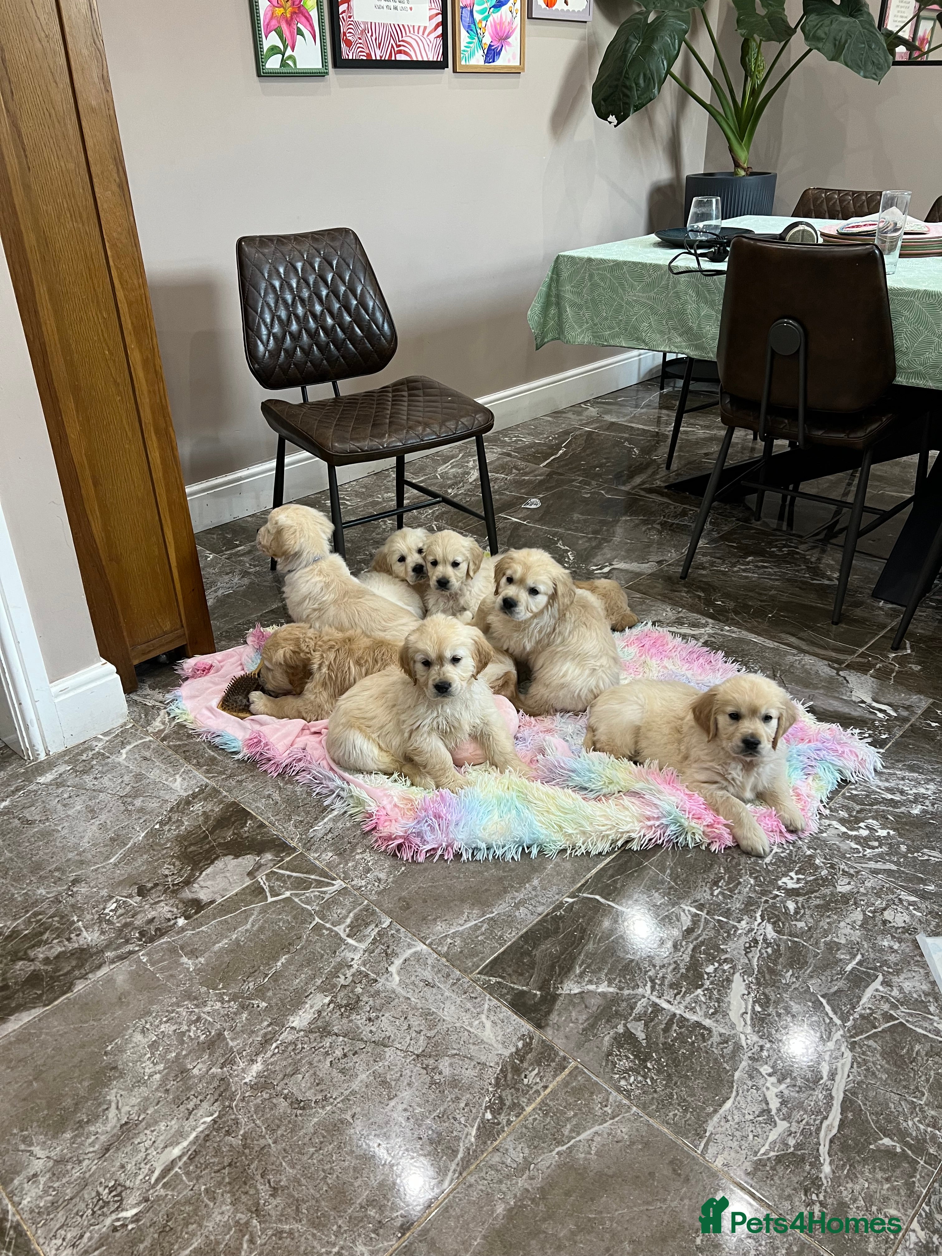 Golden Retriever dogs  Golden Retriever Puppies – KC Registered - Advert 6