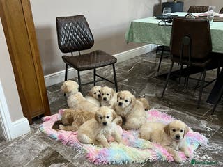 Golden Retriever dogs Golden Retriever Puppies – KC Registered - Advert 11
