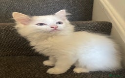 Ragdoll cats for sale: Ragdoll kittens - Image 1