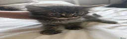 Mixed Breed cats for sale: Maine Coon X British longhair Kittens  - Advert 7