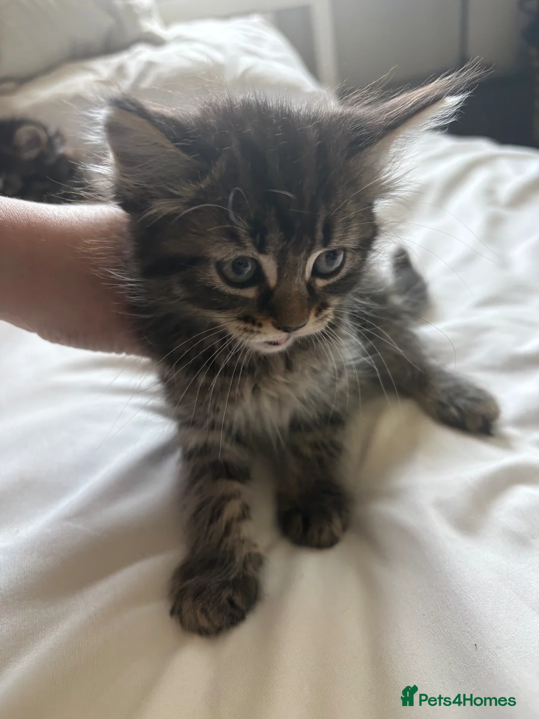 Mixed Breed cats for sale: Maine Coon X British longhair Kittens  - Advert 7