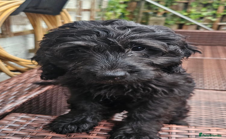 Cockapoo dogs Last Black Male Cockapoo Pup Remaining - Advert 13