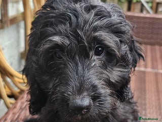 Cockapoo dogs Last Black Male Cockapoo Pup Remaining - Advert 17