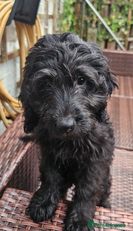 Cockapoo dogs Last Black Male Cockapoo Pup Remaining - Advert 13