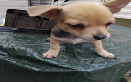 Mixed Breed dogs for sale: 5 beautiful jackchi puppies - Image 3