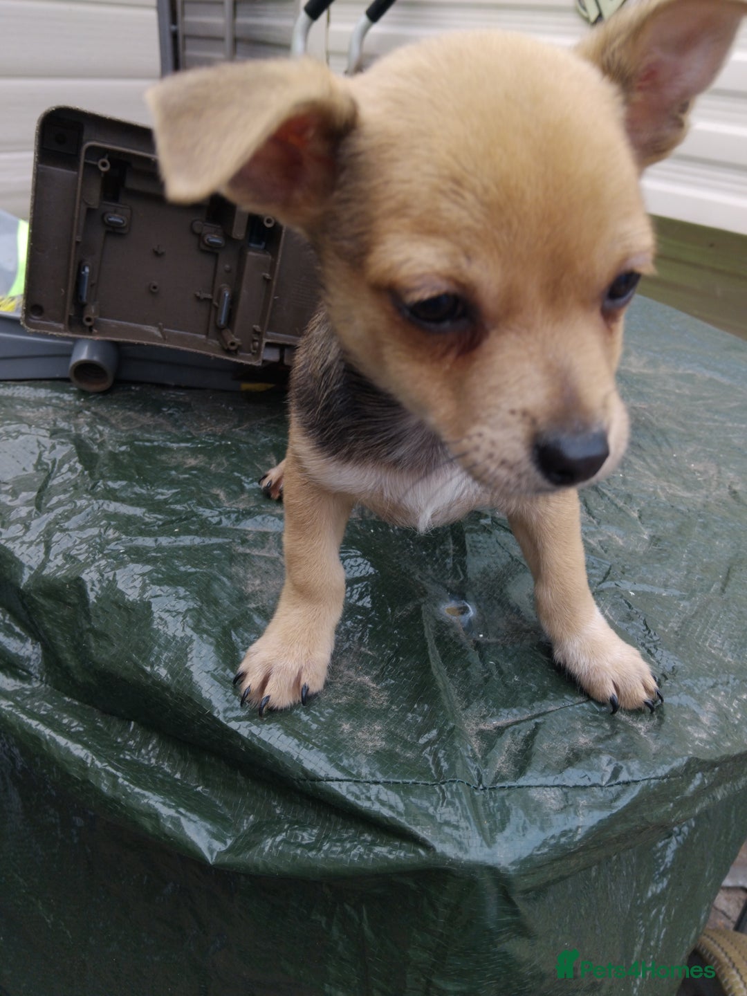Mixed Breed dogs for sale: 5 beautiful jackchi puppies - Image 3