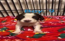 English Springer Spaniel dogs for sale: Beautiful litter of 11 springer spaniel puppies  - Advert 22