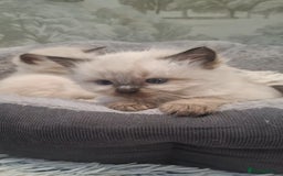 Ragdoll cats for sale: 🌸 Adorable Ragdoll Kittens 🌸 - Image 1