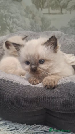 Ragdoll cats - Advert 9