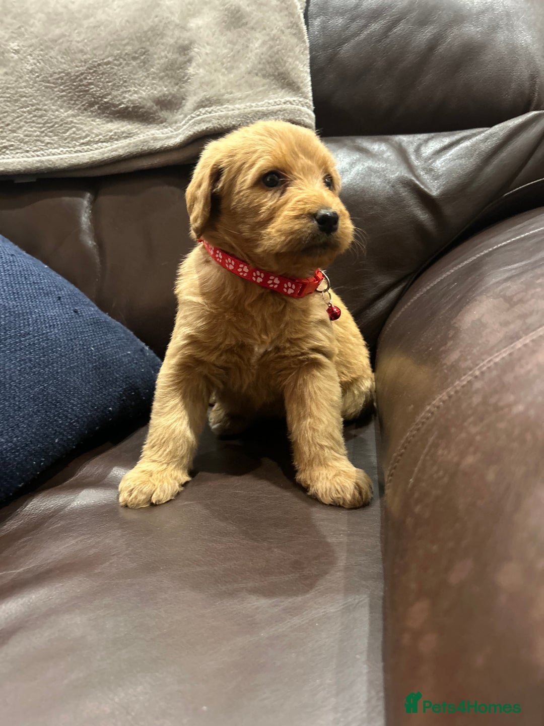 Labradoodle dogs for sale:  Labradoodle boys and girls - Advert 4