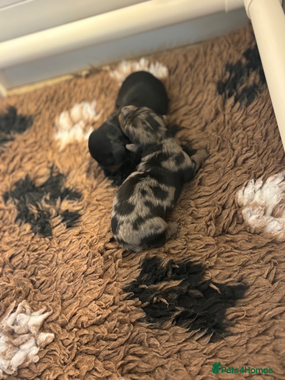 Miniature Dachshund dogs for sale: Stunning Kc Reg Long Hair Mini Dachshund puppies - Image 9
