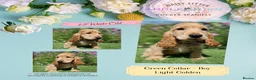 Cocker Spaniel dogs for sale: Pedigree Golden Cocker Spaniel pups - Advert 13