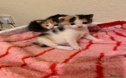 Domestic Shorthair cats for sale: 🐾 3 Beautiful Kittens Looking for Loving 🐾 🐾  - Image 7