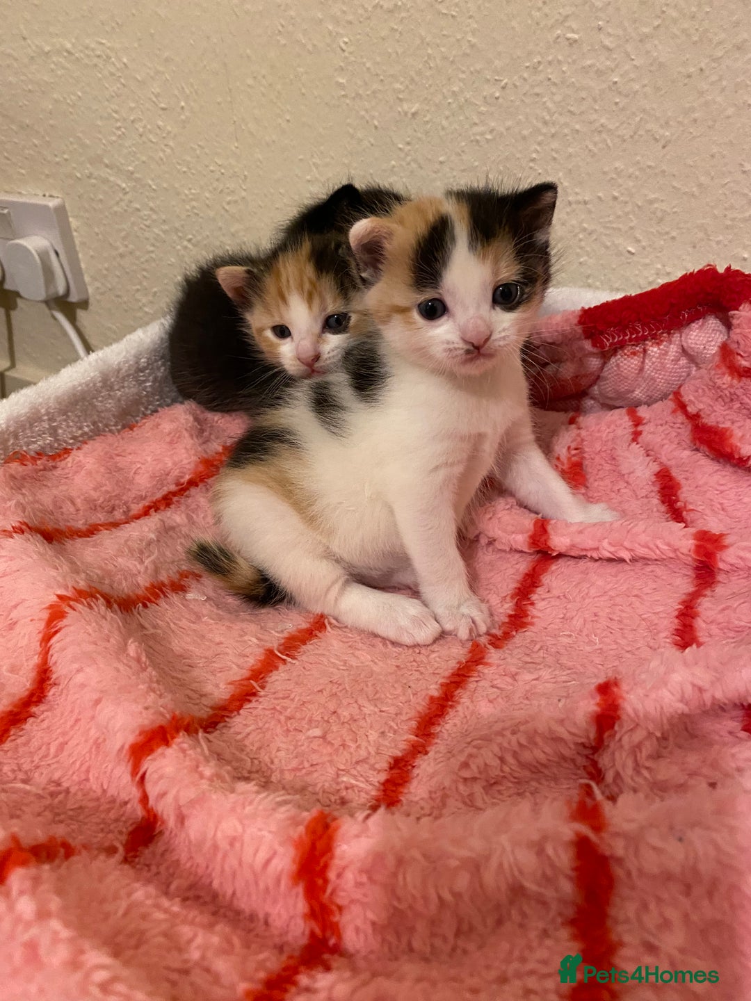 Domestic Shorthair cats for sale: 🐾 3 Beautiful Kittens Looking for Loving 🐾 🐾  - Image 7