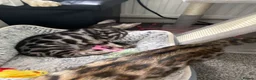 Bengal cats for sale: LAST THREE Ready now GCCF REGISTERED  - Advert 26