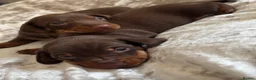 Miniature Dachshund dogs for sale: KC Registered miniature dachshund puppies  - Advert 23