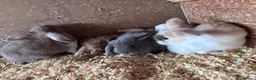 Mini Lop rabbits for sale: 5 beautiful bunnies for sale  - Advert 30